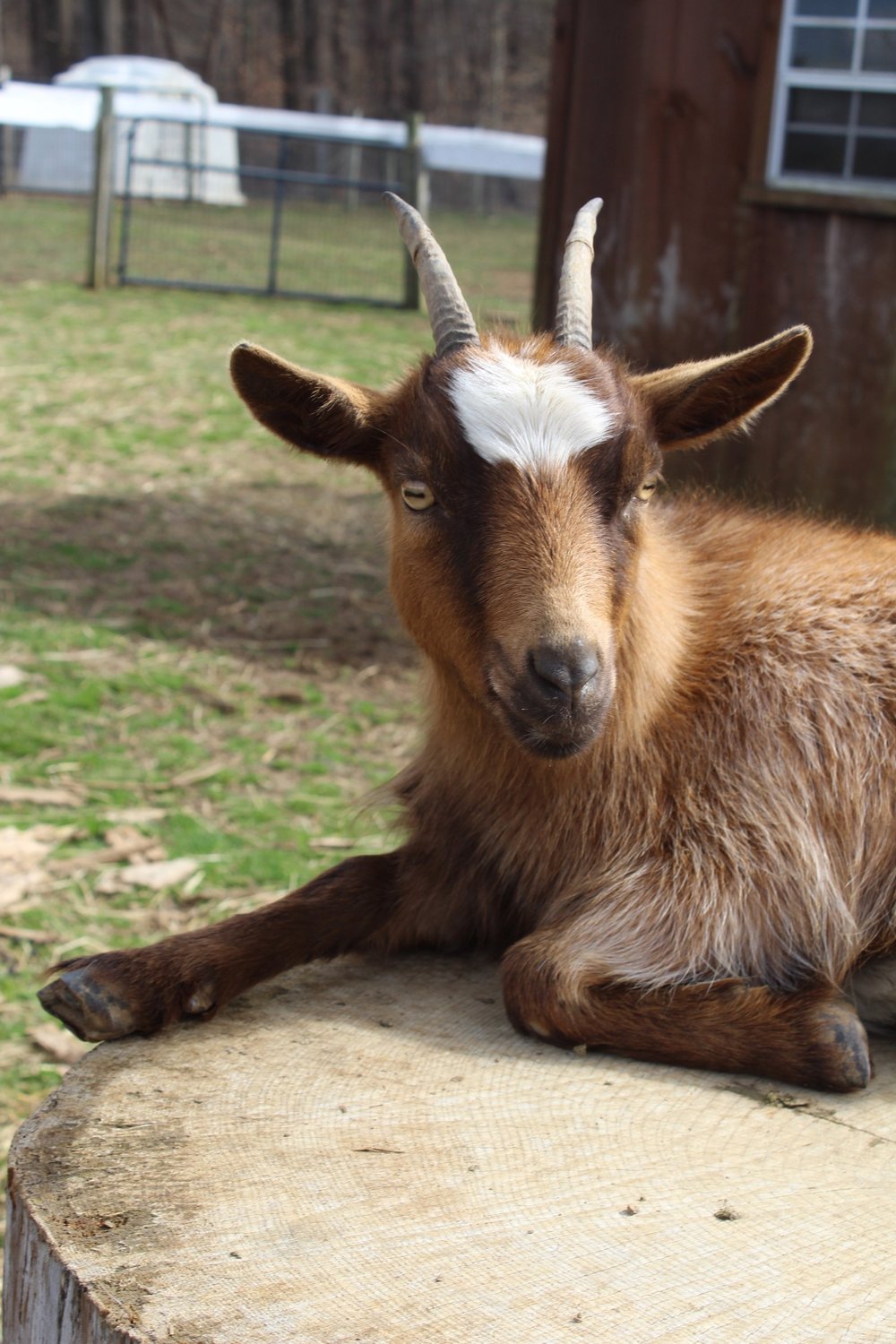 Goat Yoga — Ramsey's Farm